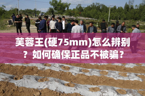 芙蓉王(硬75mm)怎么辨别？如何确保正品不被骗？